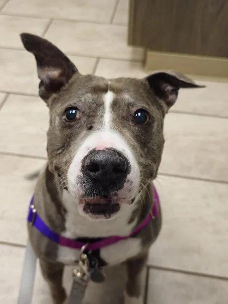 Isabella, the real dog who inspired Pibbl